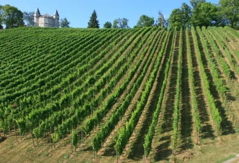 grape growing