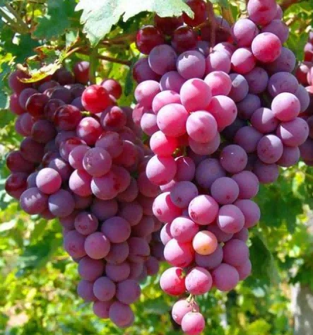Grape