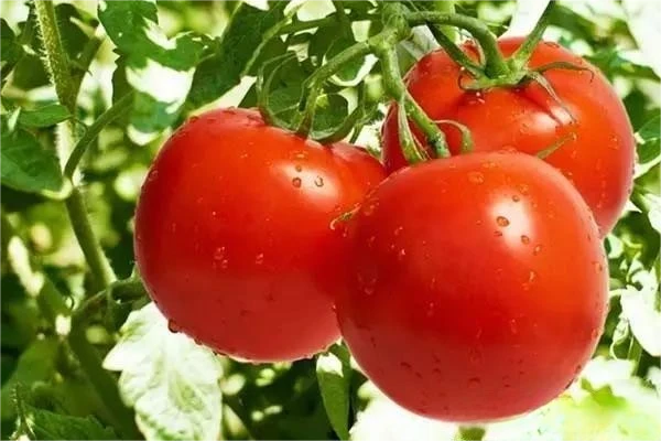 Tomatoes, eggplants, peppers and other solanaceous fruits