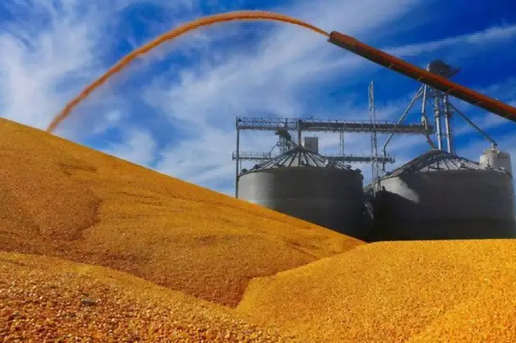Brazilian corn