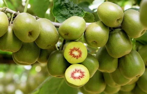 Kiwi tree3 Kiwi tree3