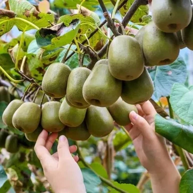 Kiwi Harvesting Kiwi Harvesting