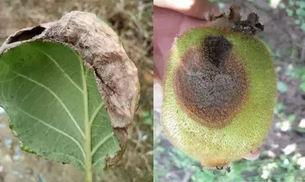 Diseases of kiwi fruit Diseases of kiwi fruit