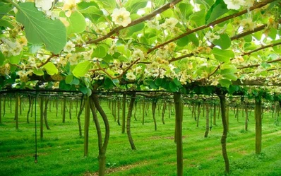 Kiwi tree1 Kiwi tree1