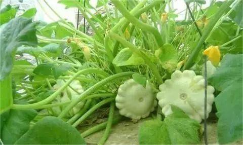 Triazole fungicides Triazole fungicides