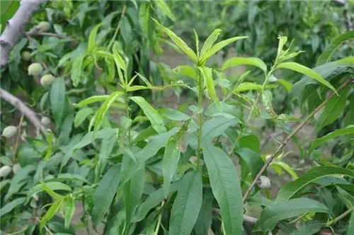 Symptoms Of DA-6 Phytotoxicity Symptoms Of DA-6 Phytotoxicity