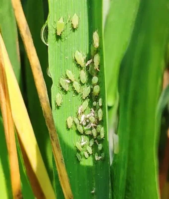 Aphids Aphids