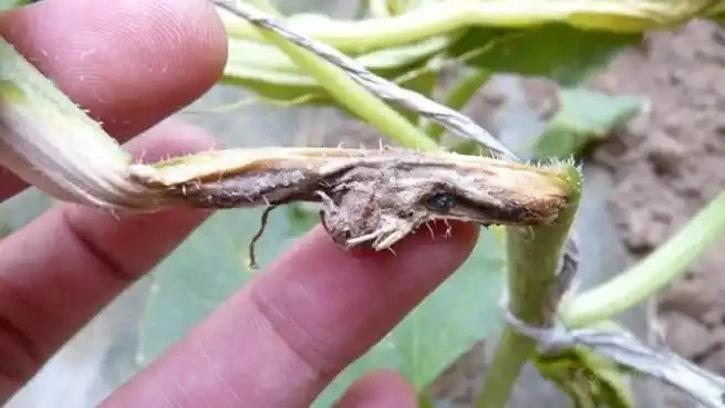 didymella bryoniae didymella bryoniae